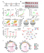 Single-cell Analysis of rAAV-mediated Tumor Pyroptosis