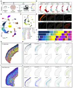 A single-cell spatiotemporal transcriptomic atlas of mouse prefrontal cortex maps dynamics of intratelencephalic neurons during postnatal development