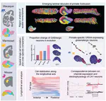 Evolutionary convergence and divergence of hippocampal cytoarchitecture between rodents and primates revealed by single-cell spatial transcriptomics